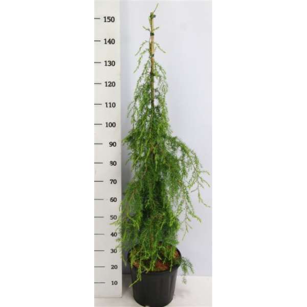 Juniperus communis'Horstmann: