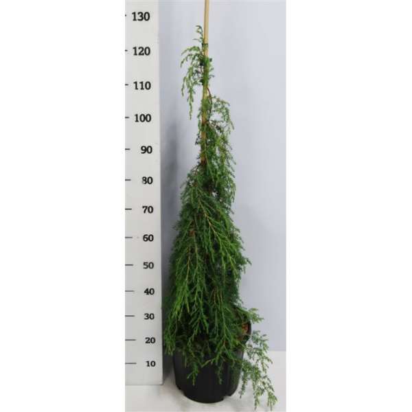 Juniperus communis'Oblonga Pendula'