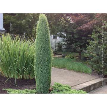 Juniperus communis'Compressa'