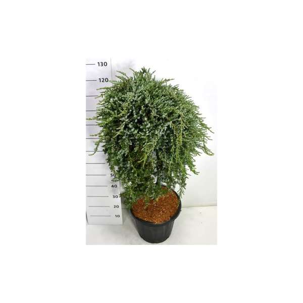 Juniperus communis saxatilis