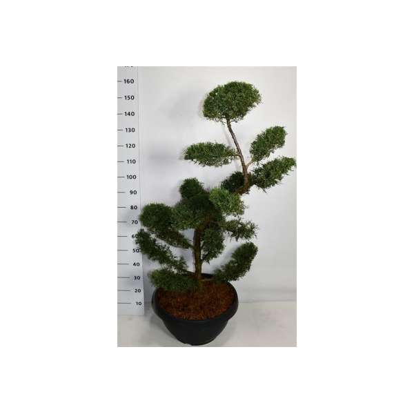 Juniperus pfitzeriana'Pfitzeriana Aurea'