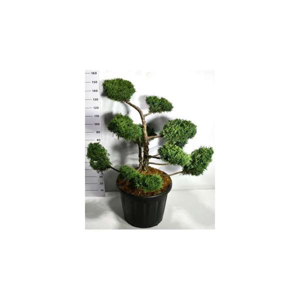 Juniperis pfitzeriana'Pfitzeriana Compacta'