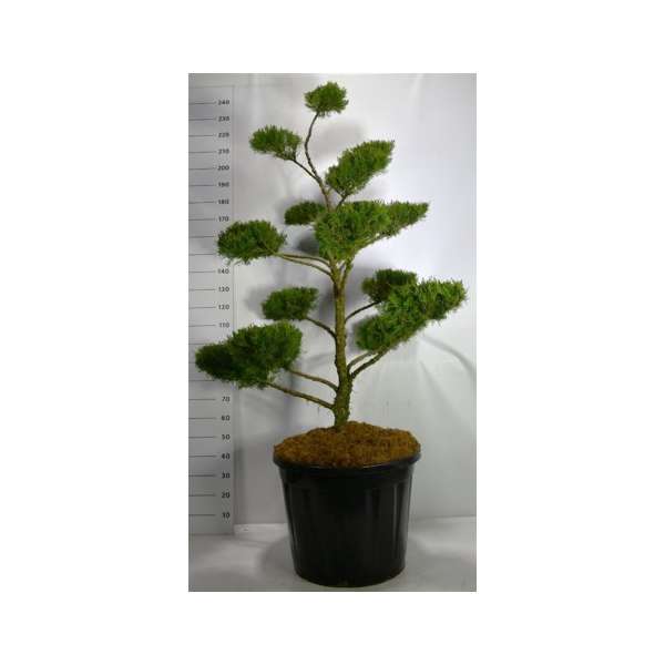 Juniperus pfitzeriana'Mint Julep'