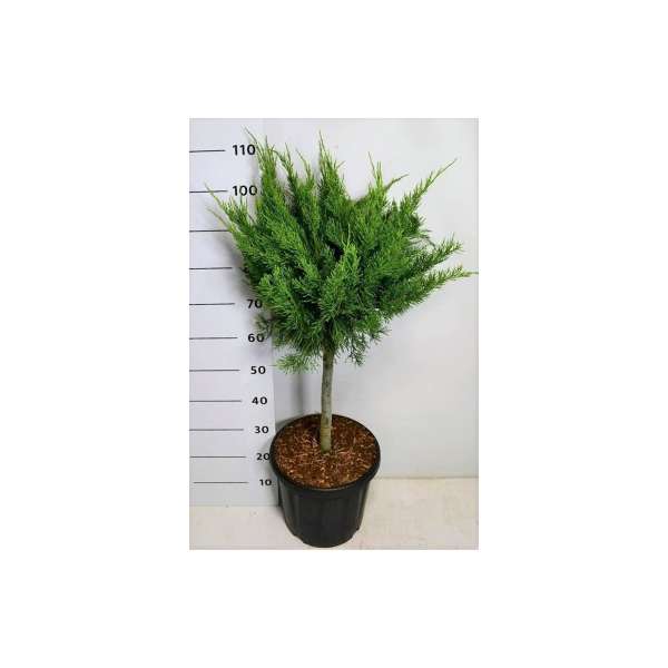 Juniperus pfitzeriana'Mint Julep'