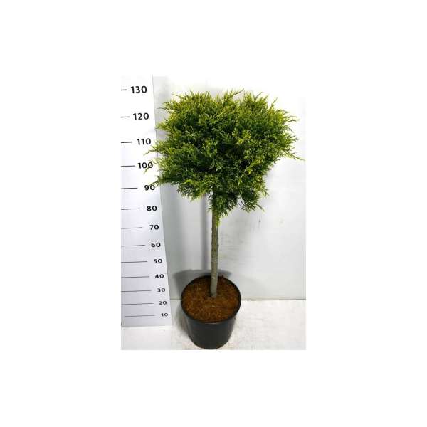 Juniperus pfitzeriana'Old Gold'