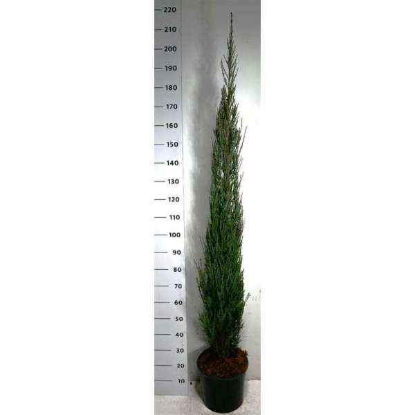 Juniperus scopulorum'Blue Arrow'