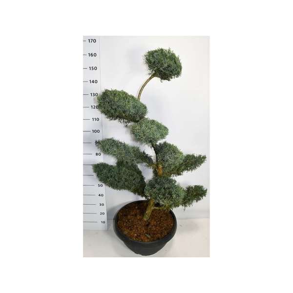 Juniperus virginiana'Grey Owl'