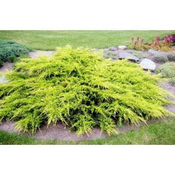 Juniperus pfitzeriana'Gold Star'