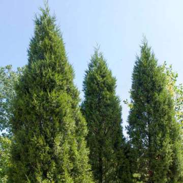 Juniperus chinensis'Keteleeri'