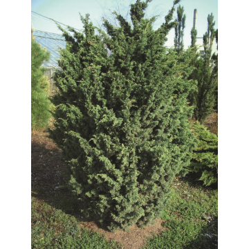Juniperus chinensis'Blaauw'