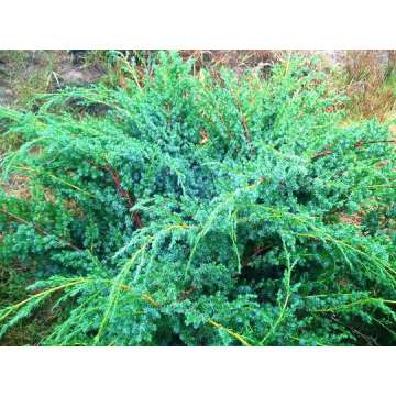 Juniperus chinensis'Blue Alps'