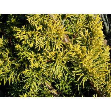 Juniperus chinensis'Plumosa Aureovariegata'