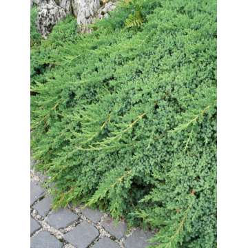 Juniperus procumbens'Nana'