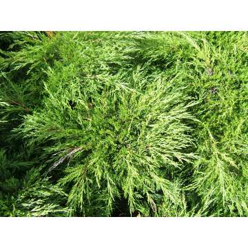 Juniperus sabina'Tamariscifolia'