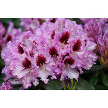 Rhododendron'Kabarett'