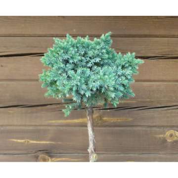 Juniperus squamata'Blue star'