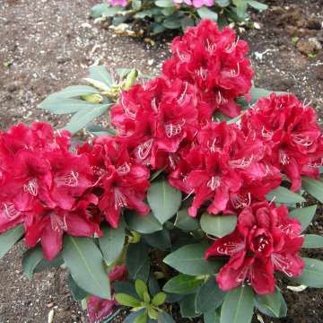 Rhododendron'Karl Naue'