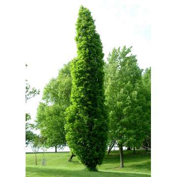 Quercus warei'Long'