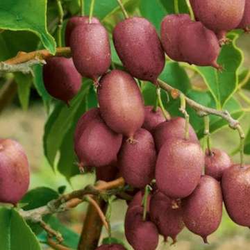 Actinidia arguta'Ken's Red'