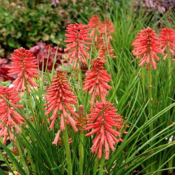 Kniphofia'Poco Red'