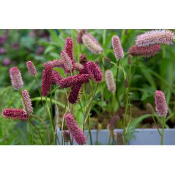 Sanguisorba'Maartje's Merlot'