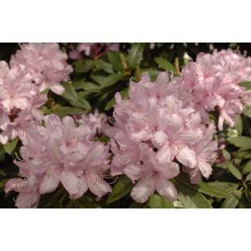 Rhododendron'Mrs.E.C.Stirling'