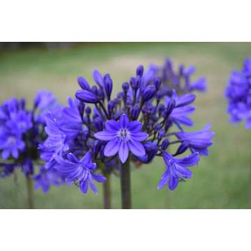 Agapanthus'Lady Lay'