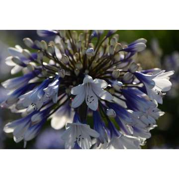 Agapanthus'Lady Twillight'