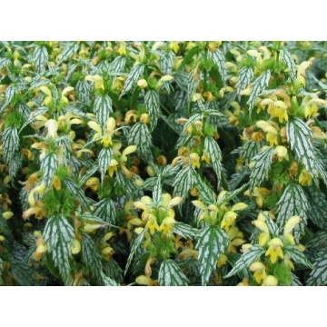 Lamiastrum galeobdolon'Herman's Pride'