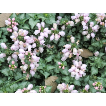 Lamium maculatum'Pink Pewter'