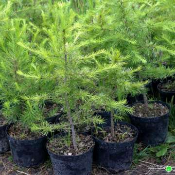 Larix decide'Summer Fog'