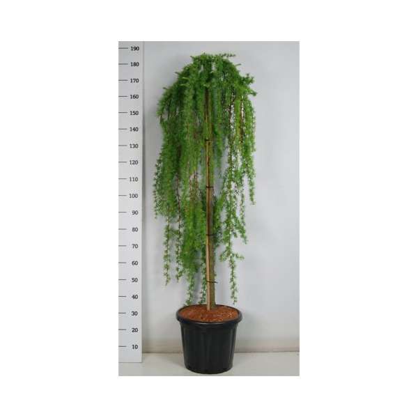 Larix kaempferi'Stiff Weeper'