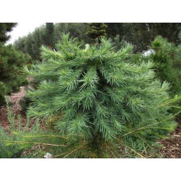 Larix kaempferi'Madurodam'