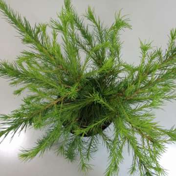 Larix laricina'Arethusa Bog'