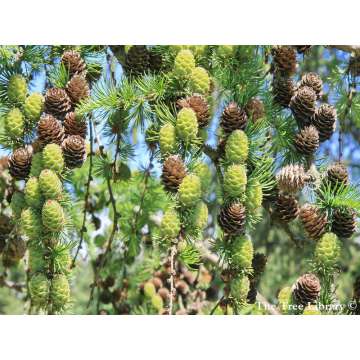 Larix kaempferi