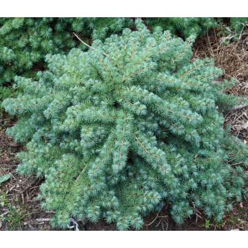 Larix kaempferi'Blue Dwarf'