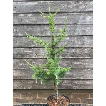 Larix laricina'Iron Rod'