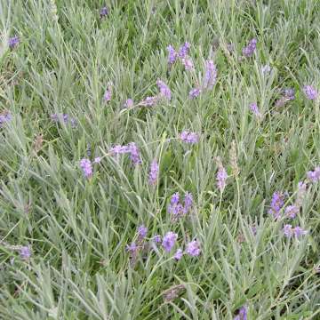 Lavandula intermedia'Fragrant Memories'