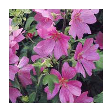 Lavatera'Bredon Springs'