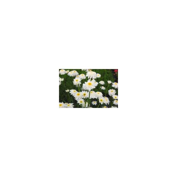 Leucanthemum superbum'Wirral Supreme'