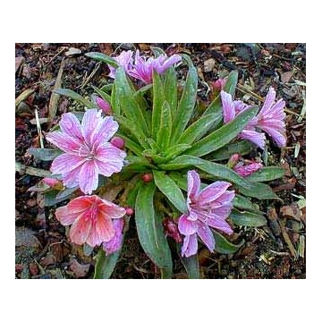 Lewisia cotyledon'Little Plum'