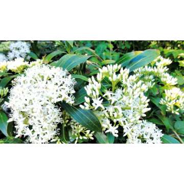 Cornus quinquenervis