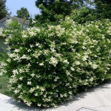 Ligustrum japonica'Texanum'