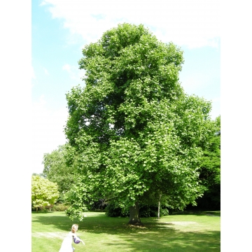 Liriodendron tulipifera