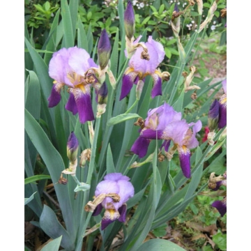 Iris germanica'Alcazar'