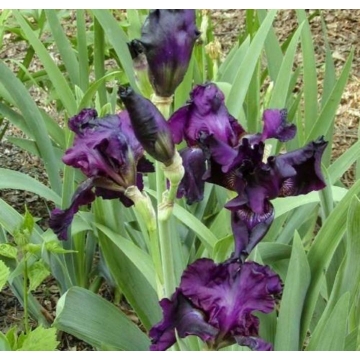 Iris germanica'Joanna'