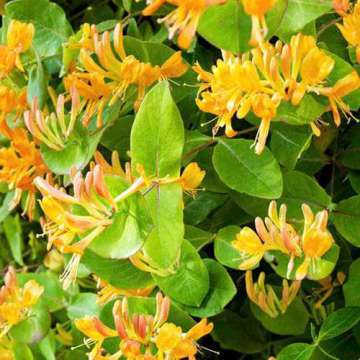 Lonicera henryi'Copper Beauty'