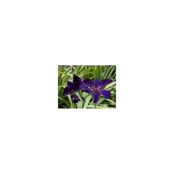 Iris louisiana'Black Gamecock'