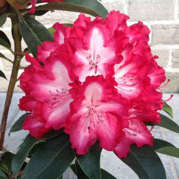 Rhododendron'Lumie'