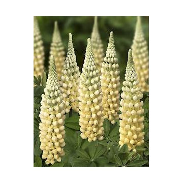 Lupinus'West Country Cashmere Cream'